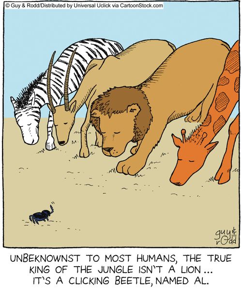 Unbeknownst to most humans, the true king of the jungle isn't a Lion, it's a clicking beetle named Al.