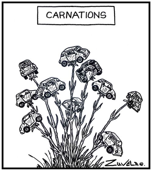 Carnations.
