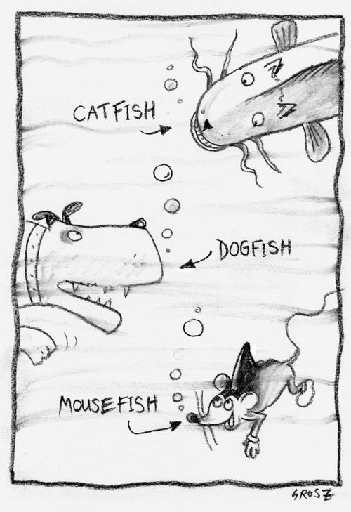 Catfish, dogfish, mousefish.