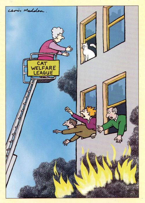 Cat Welfare League rescue a cat from a burning building while people scream below.