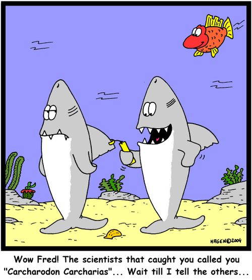 'Wow Fred! The scientists that caught you called you 'Carcharodon Carcharias'... Wait till I tell the others...'
