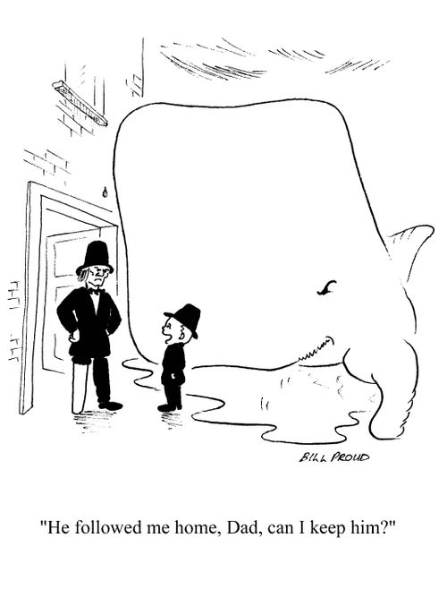 Boy with a whale: 'He followed me home, Dad, can I keep him?'