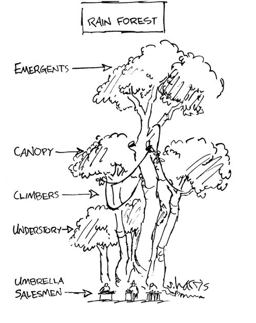 Rain Forest - Emergents/Canopy/Climbers/Understory/Umbrella Salesman.
