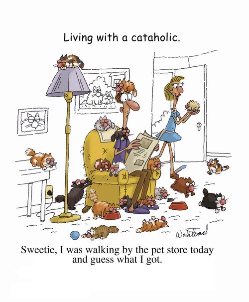 Living with a cataholic.