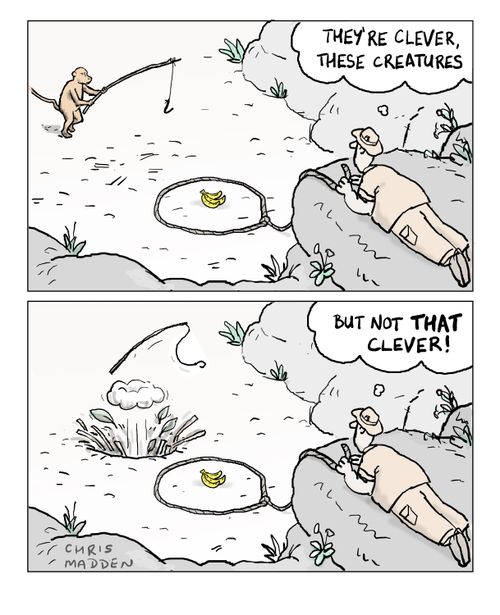Animal intelligence: 'They are clever creatures...but not that clever.'