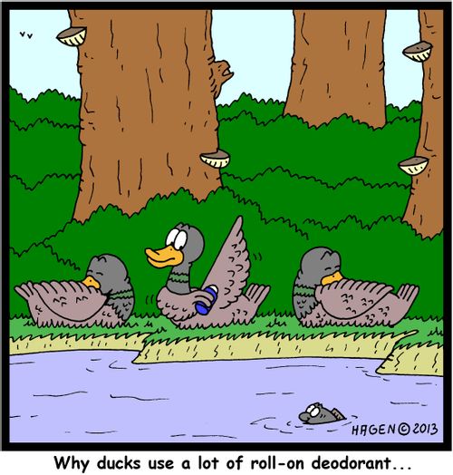 Why ducks use a lot of roll-on deodorant...