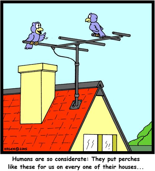 'Humans are so considerate: They put perches like these for us on every one of their houses...'