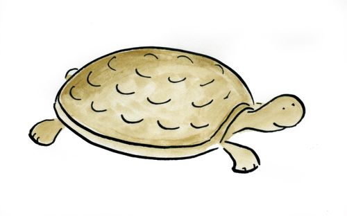 Tortoise