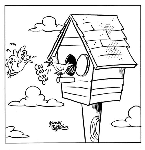 Bird sees coo coo bird emerge from birdhouse