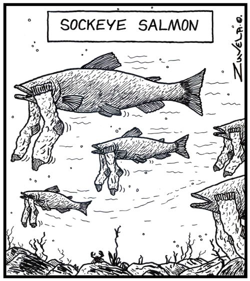 Sockeye Salmon.