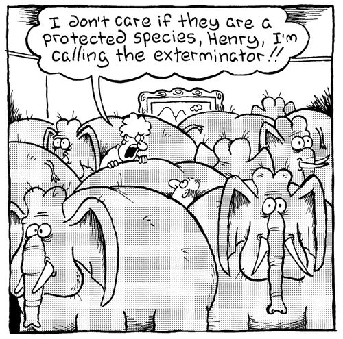 I don't care if they are a protected species, Henry, I'm calling the exterminator!!