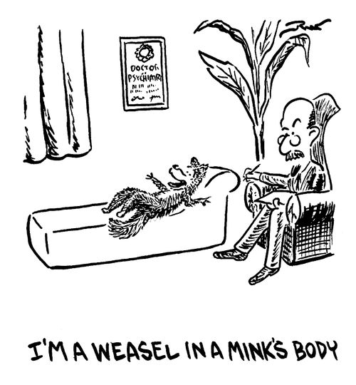 "I'm a weasel in a mink's body."