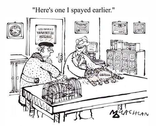 "Here's one I spayed earlier"