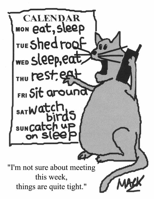 Cat's busy calendar