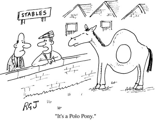 "It's a polo pony"