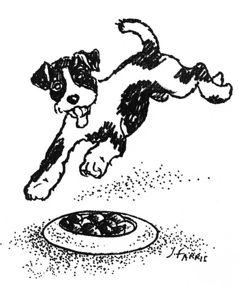 Puppy at Feeding Time.