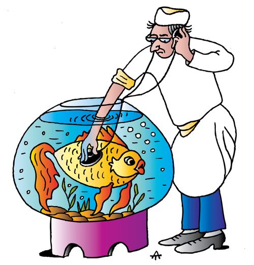 Vets and Goldfish