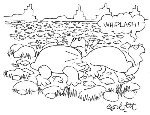 Turtle bumps turtle: 'WHIPLASH!'