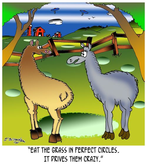 'Eat the grass in perfect circles. It drives them crazy.'