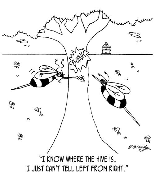 'I know where the hive is. I just can't tell left from right.'