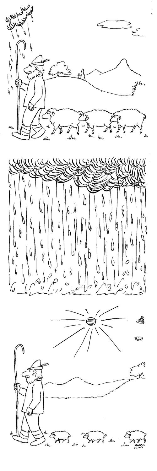 Sheep shrink in the rain.