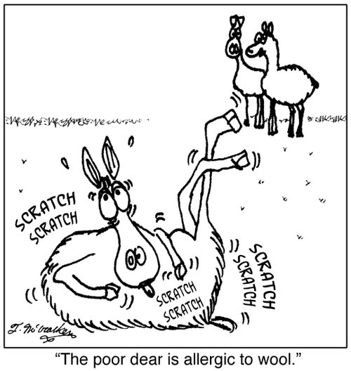 The poor dear is allergic to wool.