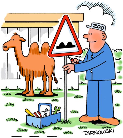 Installing a humped road sign in a camel enclosure.