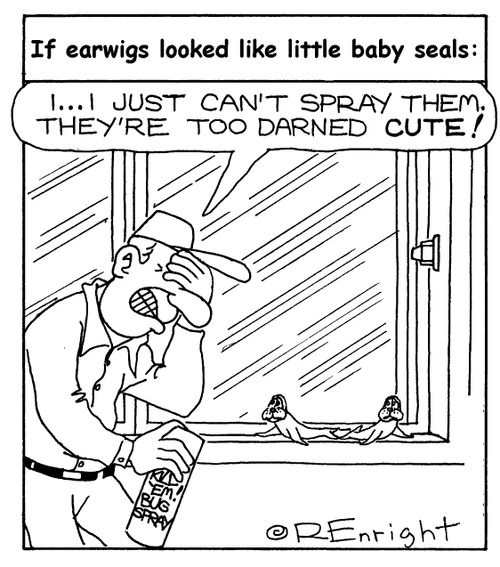 'If Earwigs looked like baby seals:'