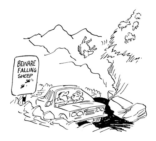 'Beware falling sheep'