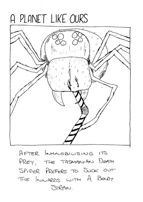 After immobilising it's prey, the Tasmanian Death Spider prefers to suck out the innards with a bendy straw.