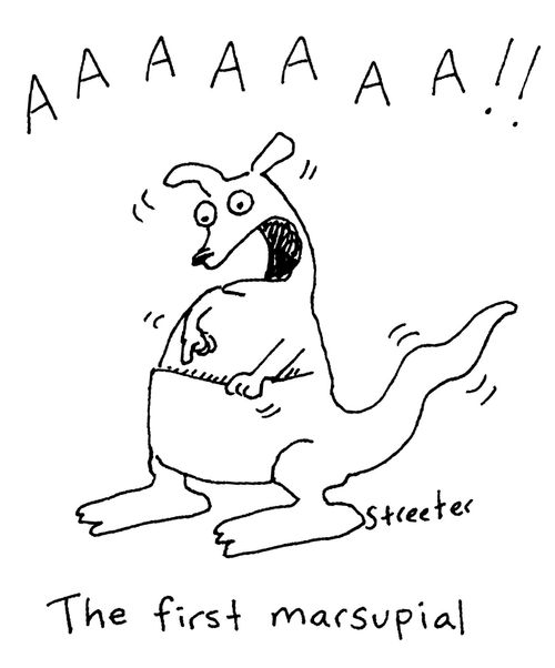The first marsupial.