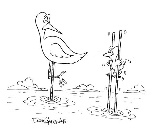 Bird on stilts.