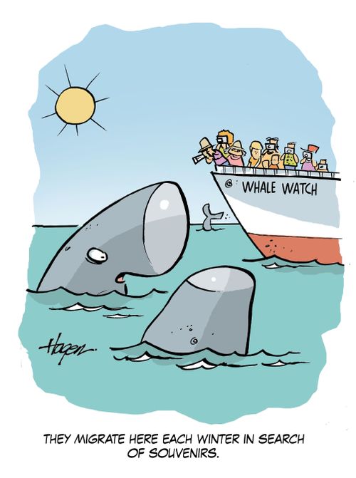 Whale Watch: 'They migrate here each winter in search of souvenirs.'