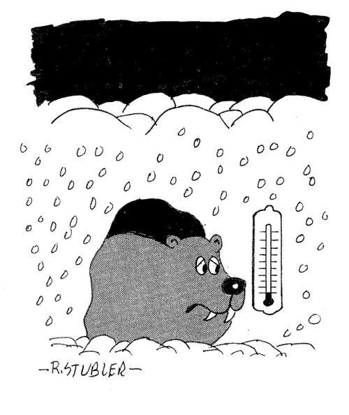 Bear in den looking at outside temperature.