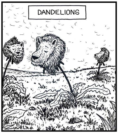 Dandelions.