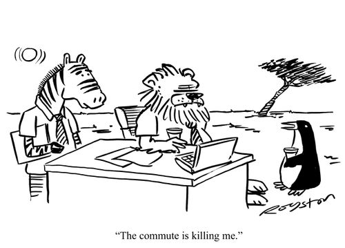 Penguin at work with zebra and lion says: 'The commute is killing me.'