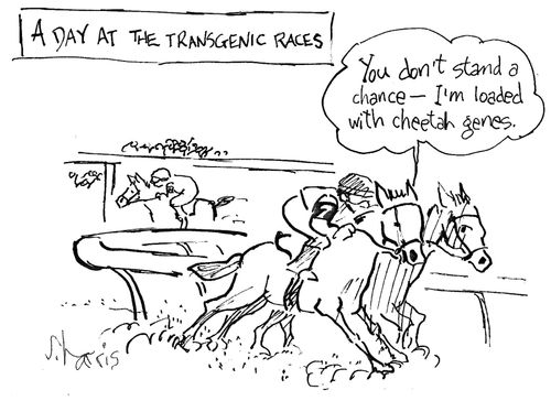 A day at the transgenic races
