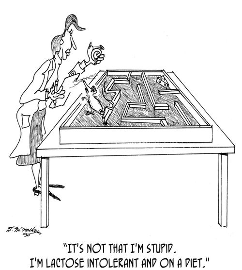 'It's not that I'm stupid. I'm lactose intolerant and on a diet.'