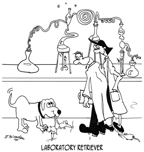 Laboratory Retriever