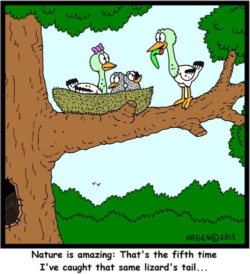 'Nature is amazing: That's the fifth time I've caught that same lizard's tail...'