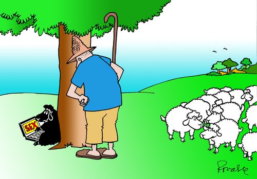 Black Sheep 