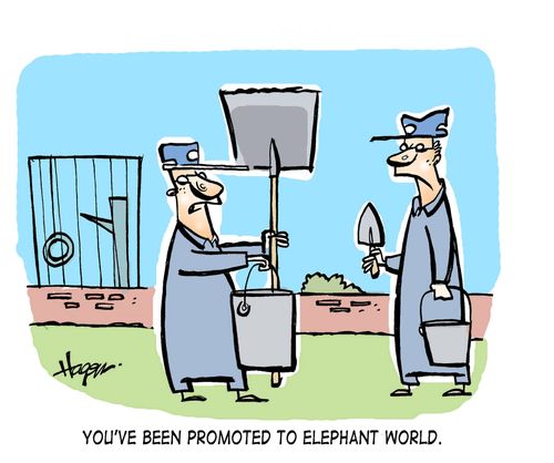 You've been promoted to elephant world.