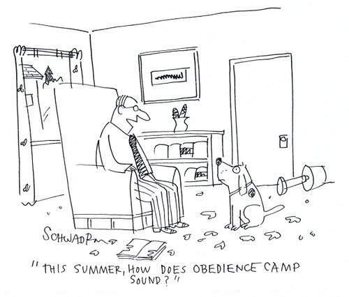 'This summer, how does obedience camp sound?'