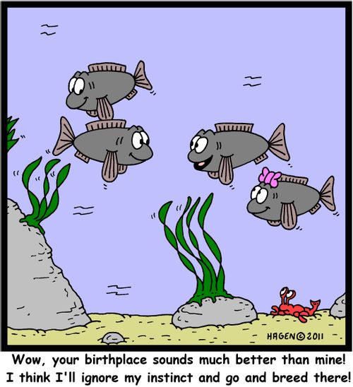 'Wow, your birthplace sounds much better than mine! I think I'll ignore my instinct and go and breed there!'
