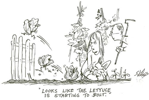 'looks like the lettuce is starting to bolt.'