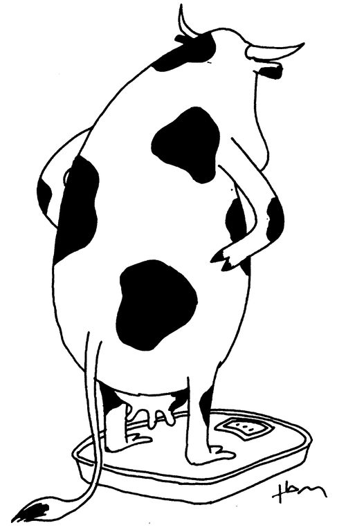 Weight conscious cow