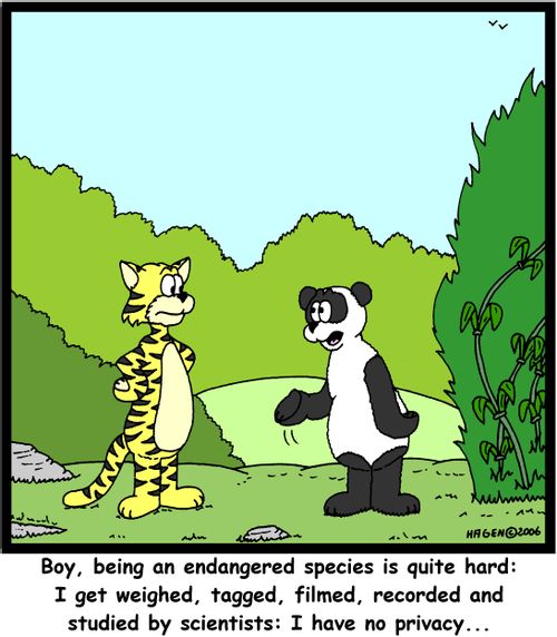 'Boy, being an endangered species is quite hard: I get weighed, tagged, filmed, recorded and studied by scientists: I have no privacy...'