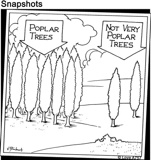 Poplar Trees/Not very Poplar Trees.