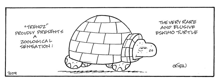 Eskimo turtle