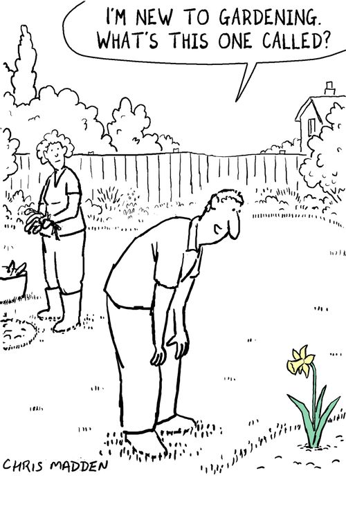 Novice gardener - not recognising daffodil